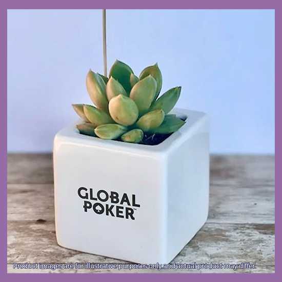 Global Poker House Plant